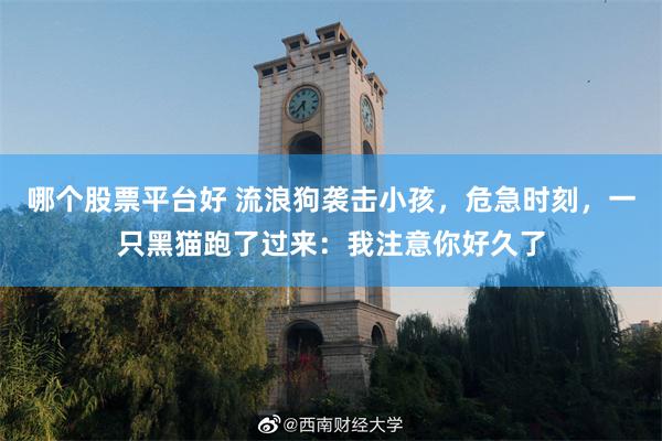 哪个股票平台好 流浪狗袭击小孩,危急时刻,一只黑猫跑了过来:我注意你好久了